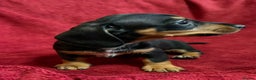 Miniature Dachshund dogs for sale: Stunning Miniature Dachshund Boys 💙 - Advert 29