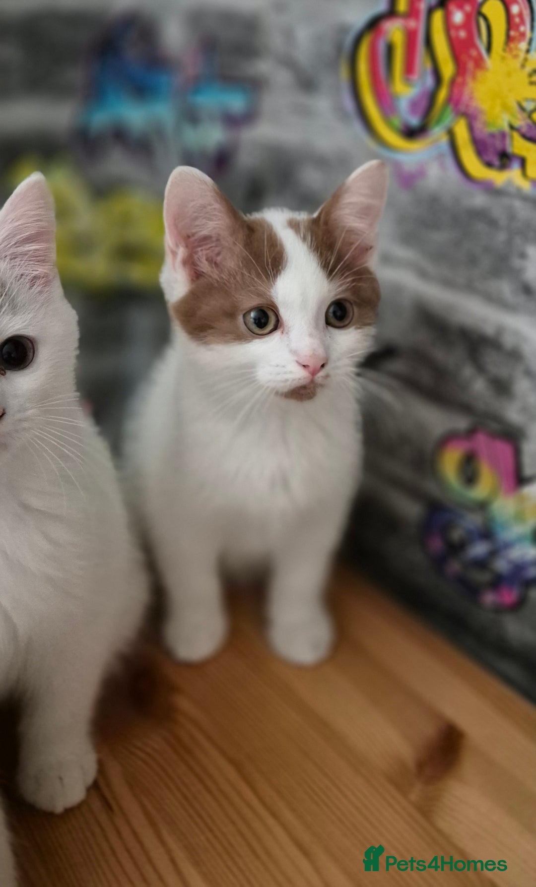 Munchkin cats for sale: Munchkin kittens ready for reservations or collect - Image 5