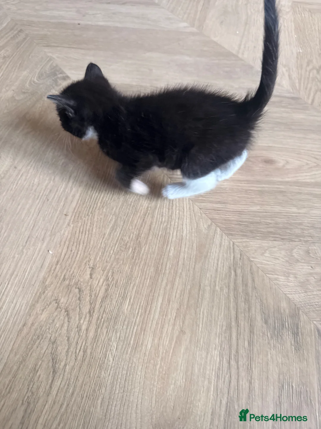 Mixed Breed cats for sale: 4 domestic breed black kittens - Advert 18