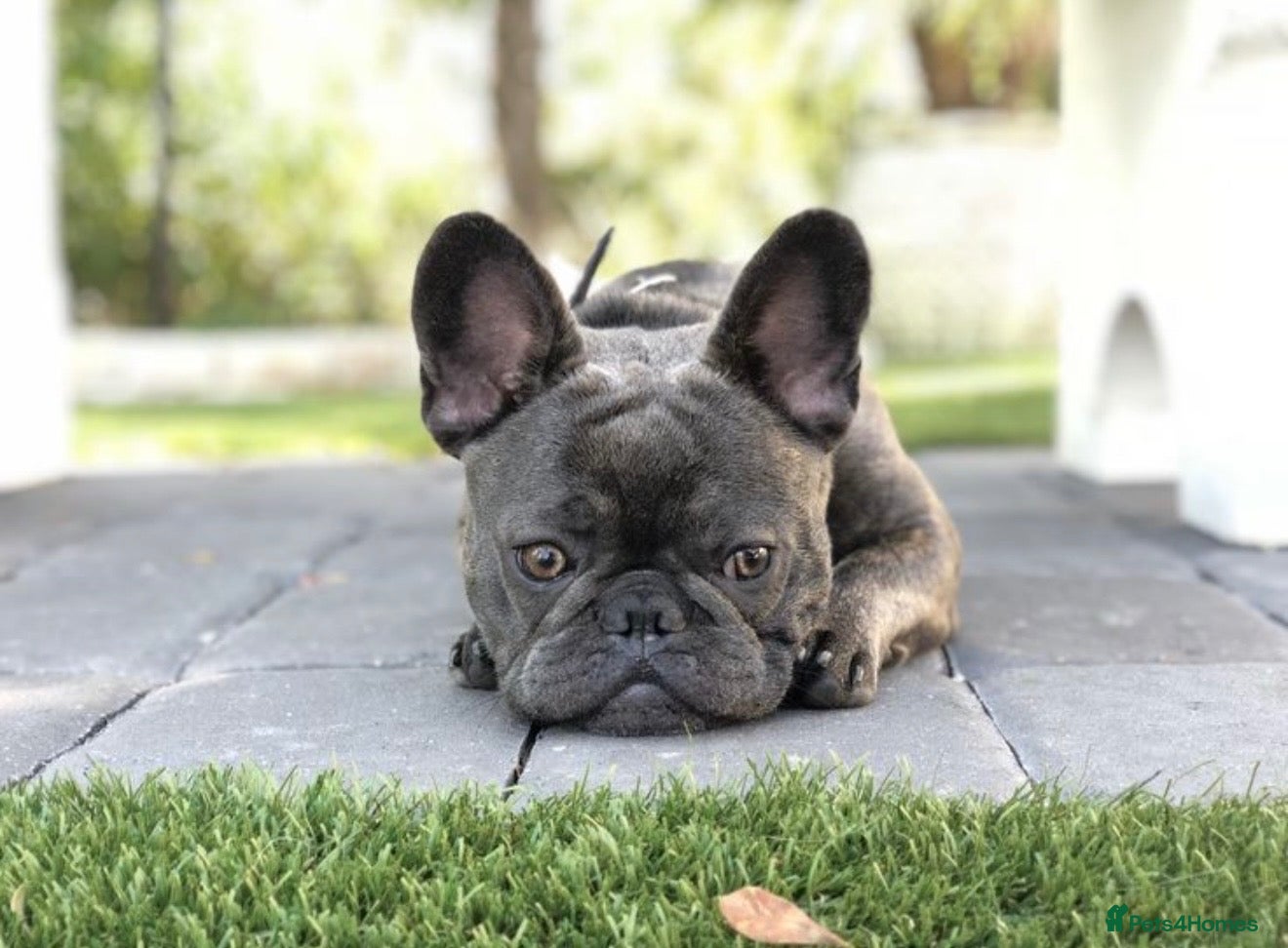 French Bulldog dogs 10 Month Old French Bulldog  - Advert 2