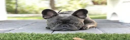 French Bulldog dogs for sale: 10 Month Old French Bulldog  - Advert 1