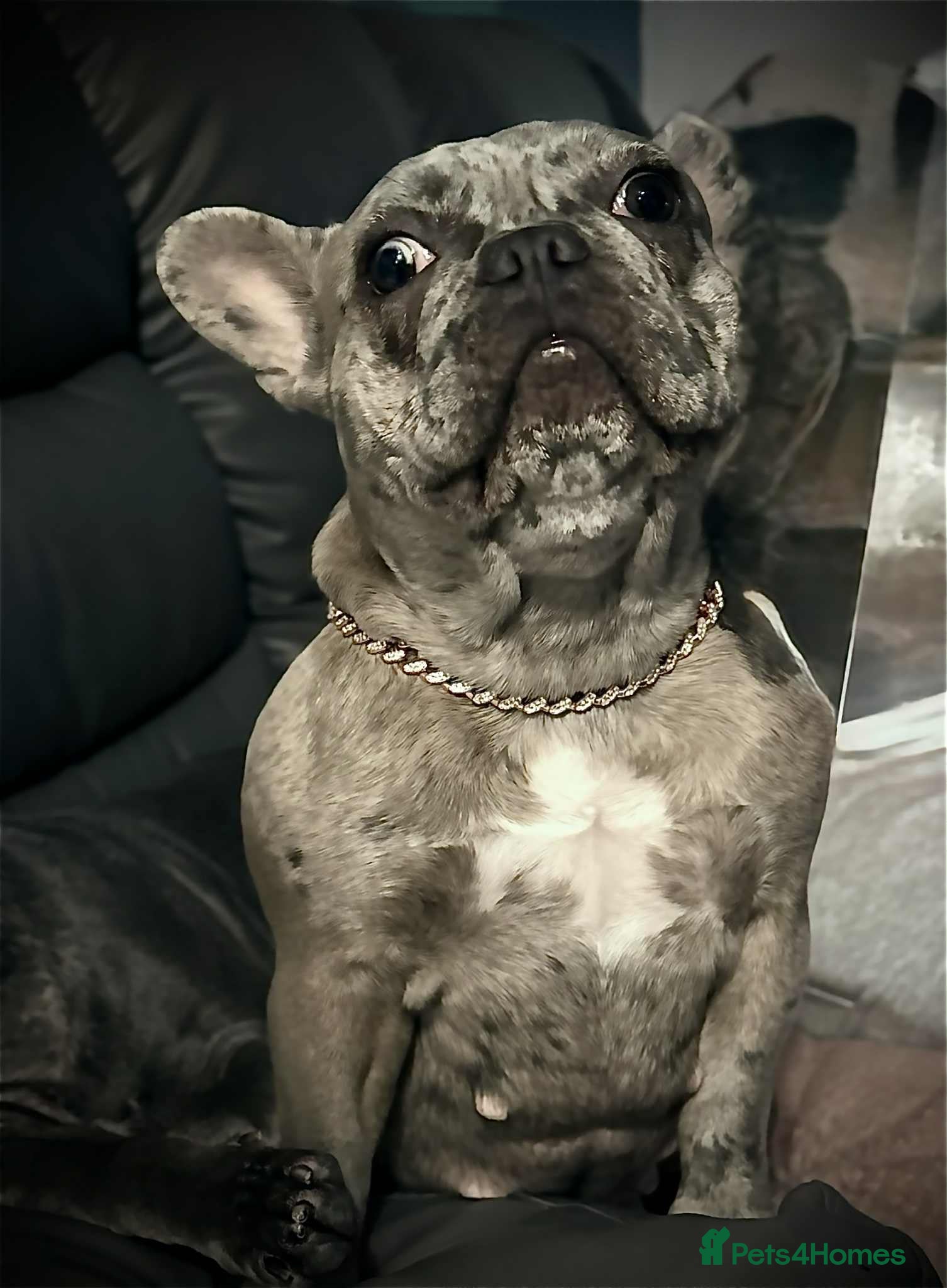 French Bulldog dogs RAREST CHAMPION FRENCHIES. 2 LEFT! - Advert 1