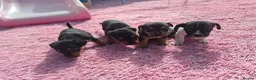 Jack Russell dogs for sale: Jack russell puppies  - Advert 4