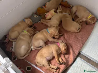 Labrador Retriever dogs Labradors - Advert 11