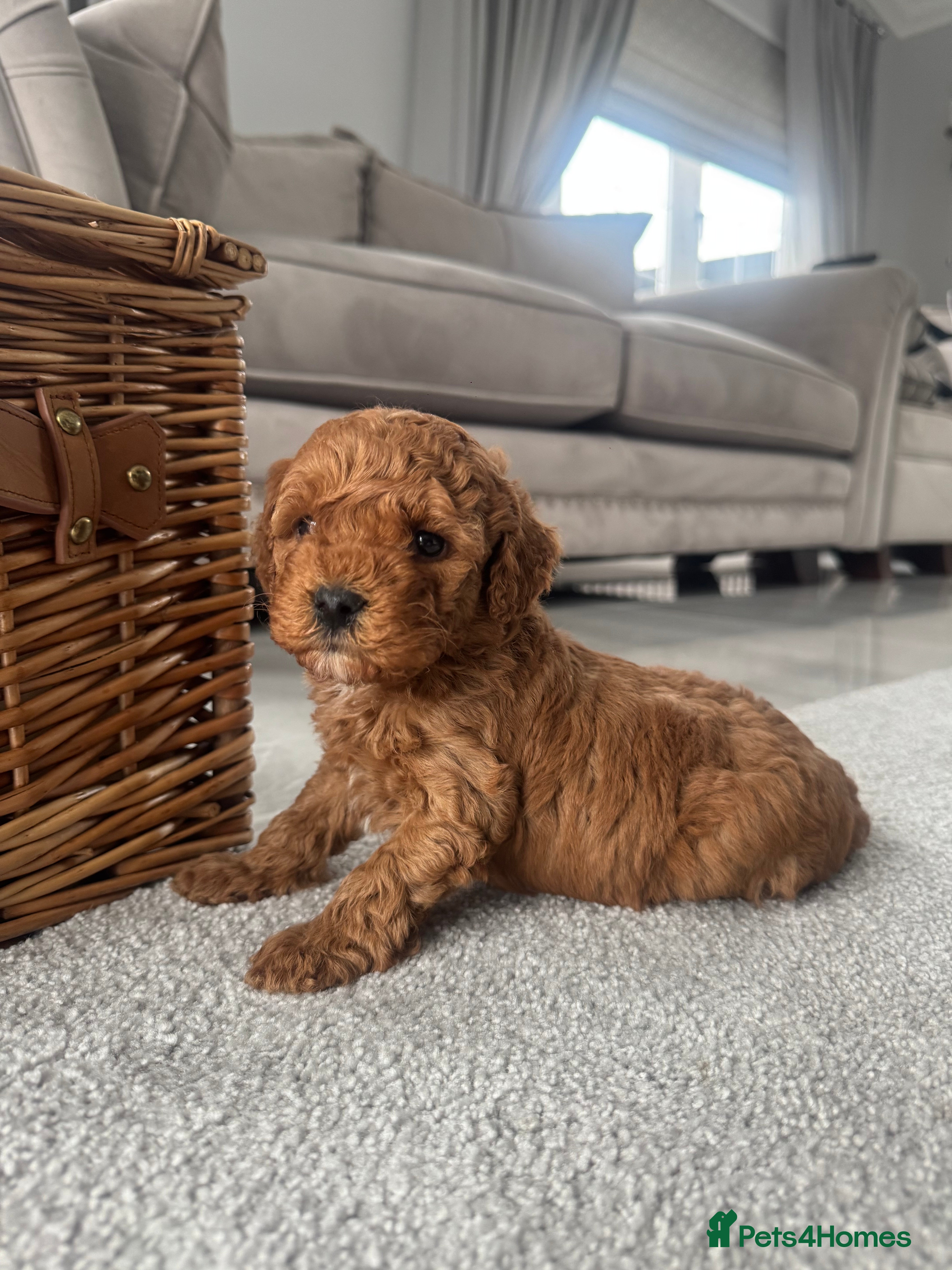 Cockapoo dogs 1 left Stunning F1b Cockerpoo puppys✨ - Advert 1