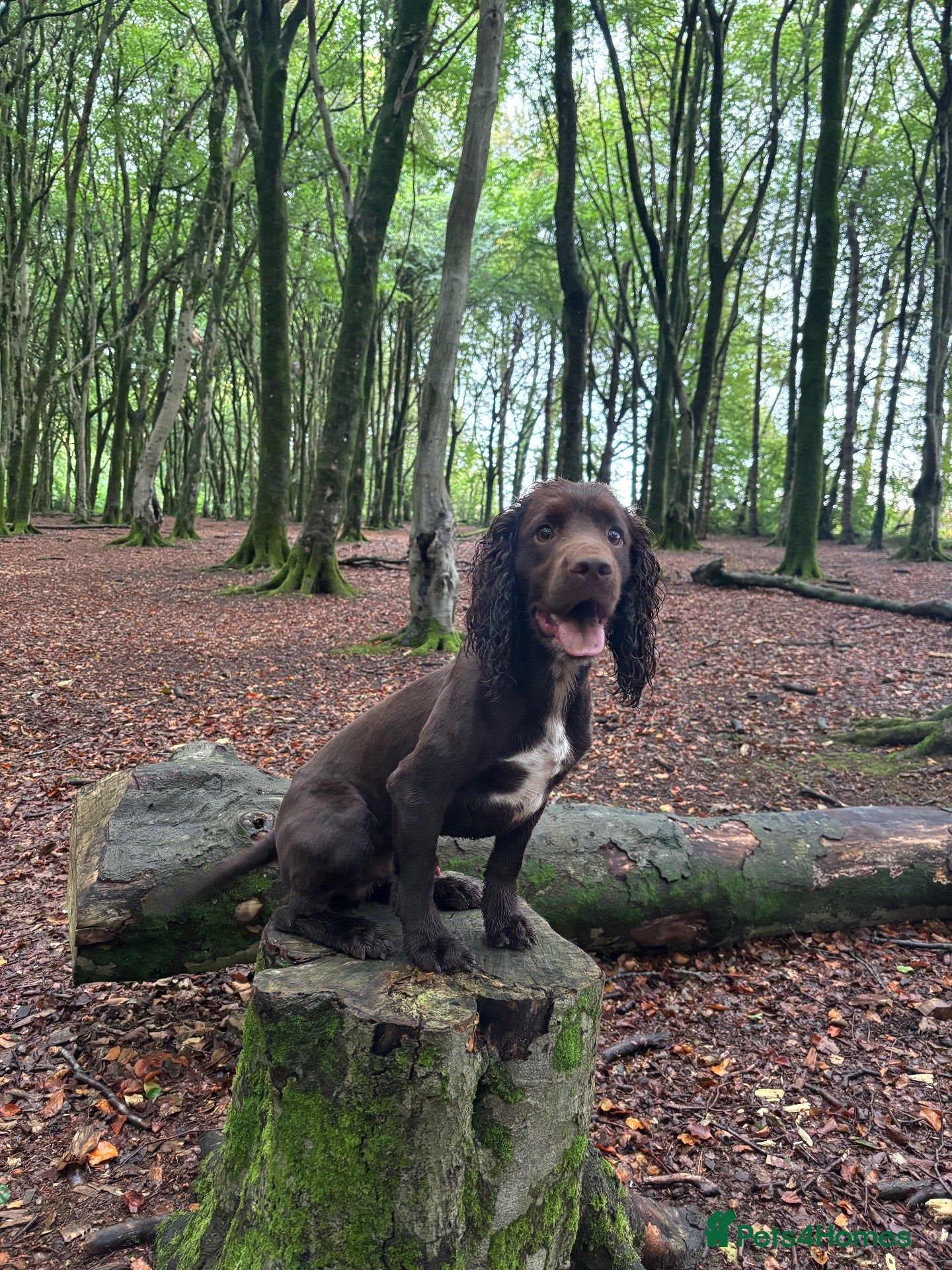 Cocker Spaniel dogs Working cocker stud  - Advert 1
