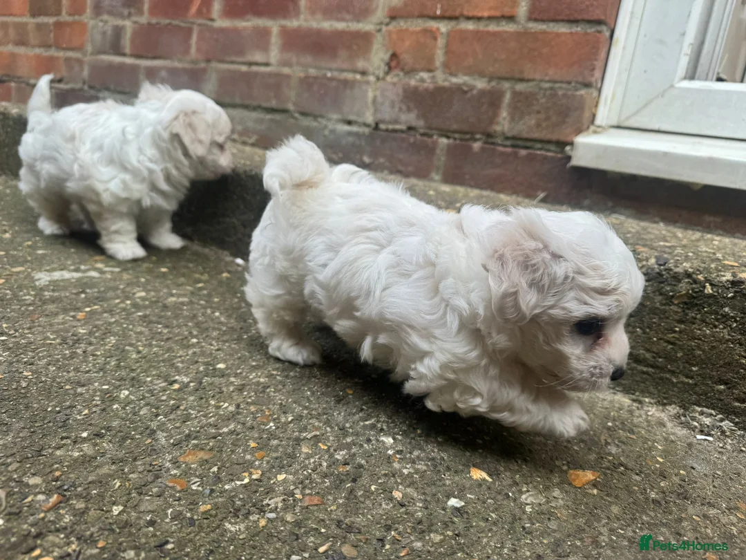 Maltese dogs for sale: Maltase in Corby - Advert 2