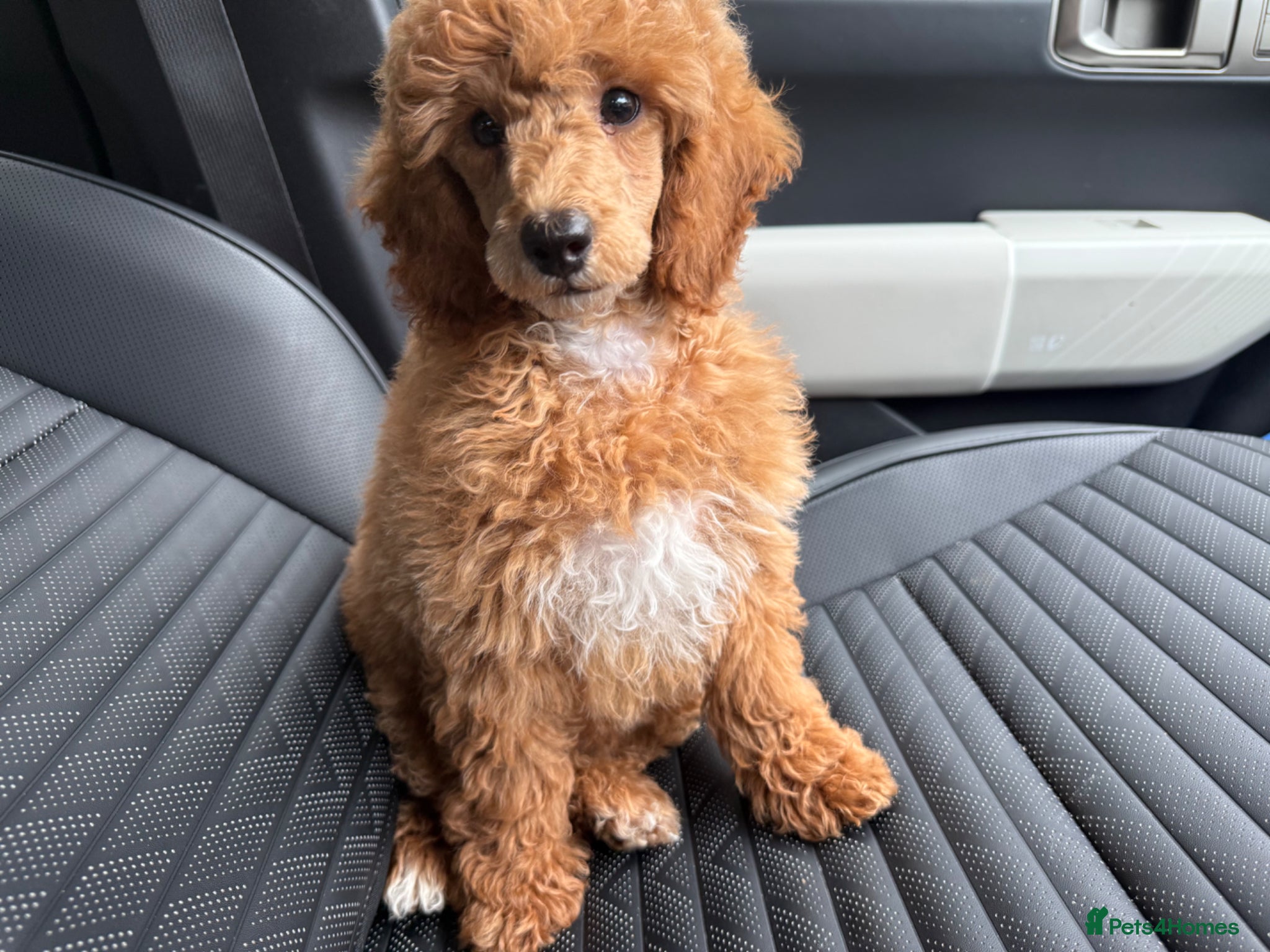 Miniature Poodle dogs 1 stunning boy available. Full kc & DNA clear.  - Advert 1