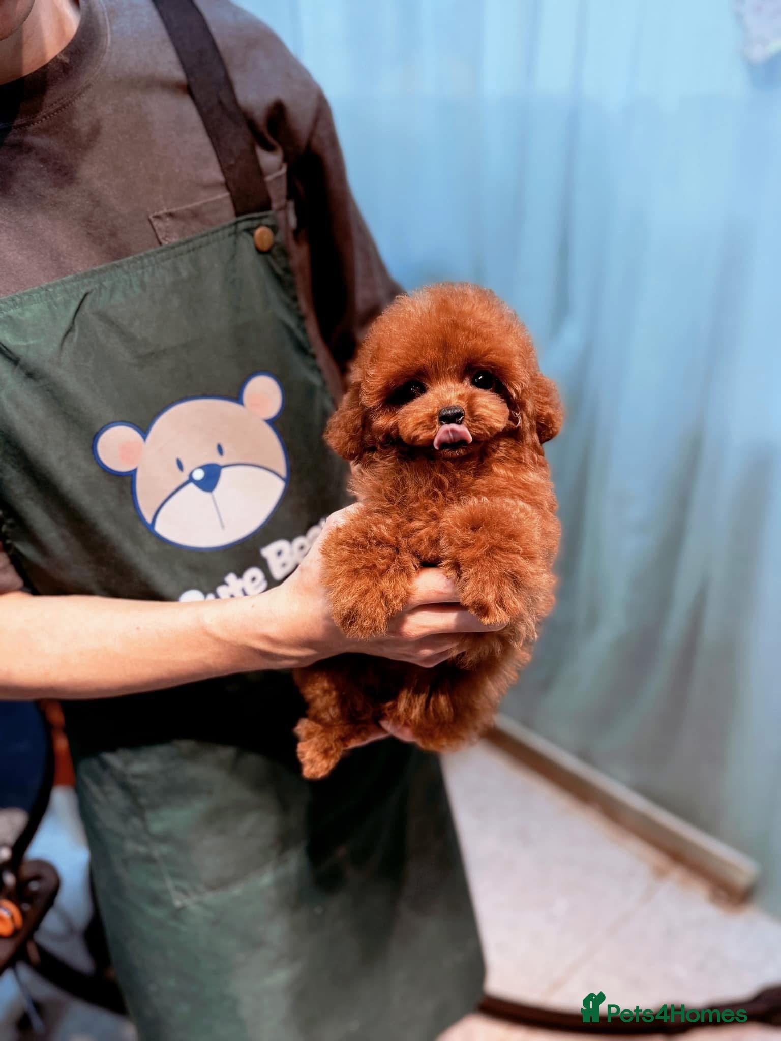 Poodle dogs Imported Asian Poodle Puppies Form China 🇨🇳 - Advert 1