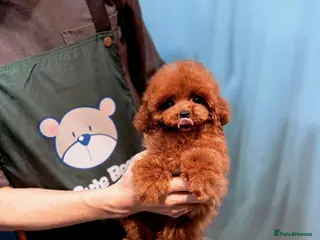 Poodle dogs Imported Asian Poodle Puppies Form China 🇨🇳 - Advert 1