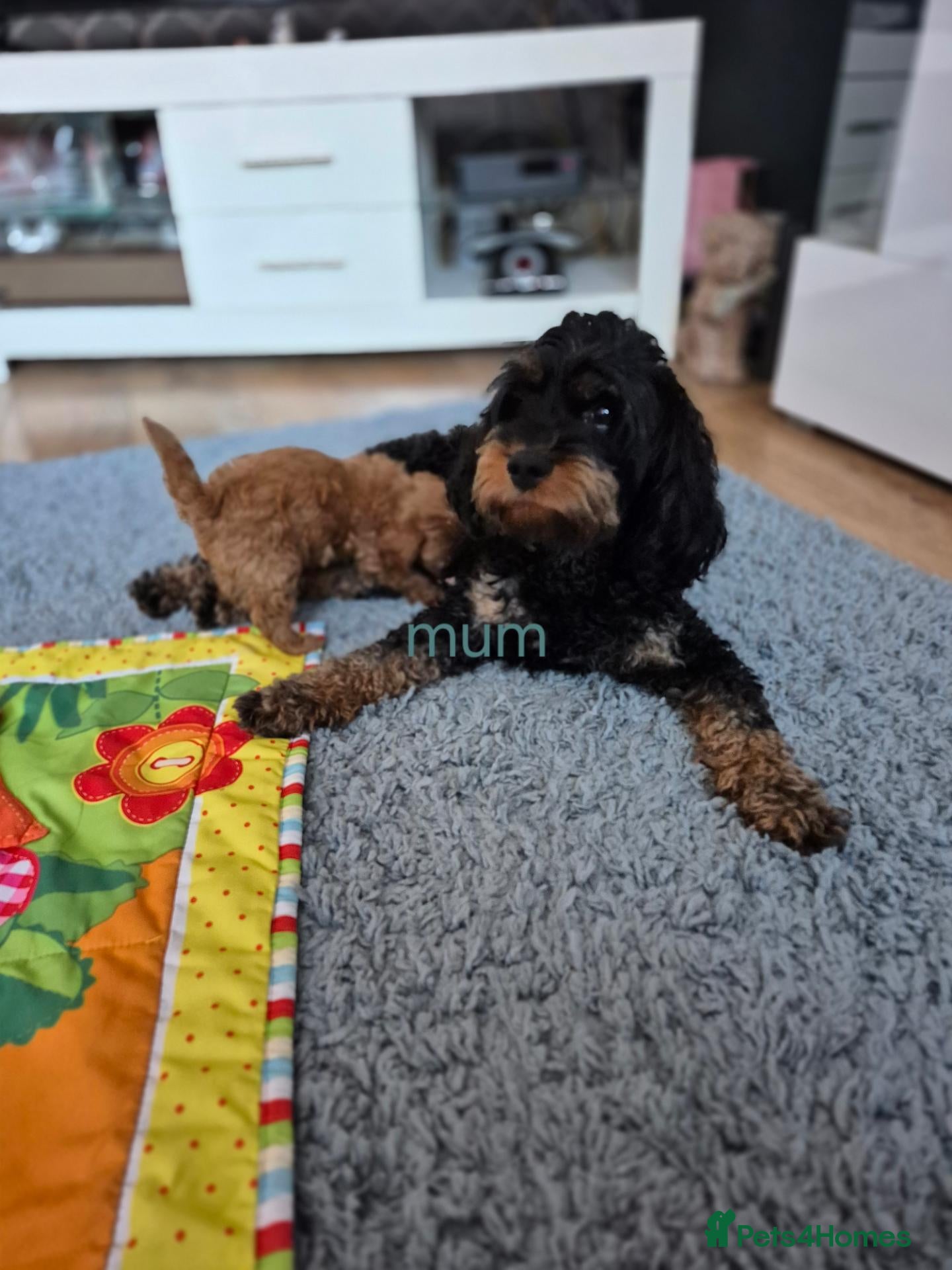 Cavapoo dogs Stunning f1b cavapoo puppies  - Advert 2