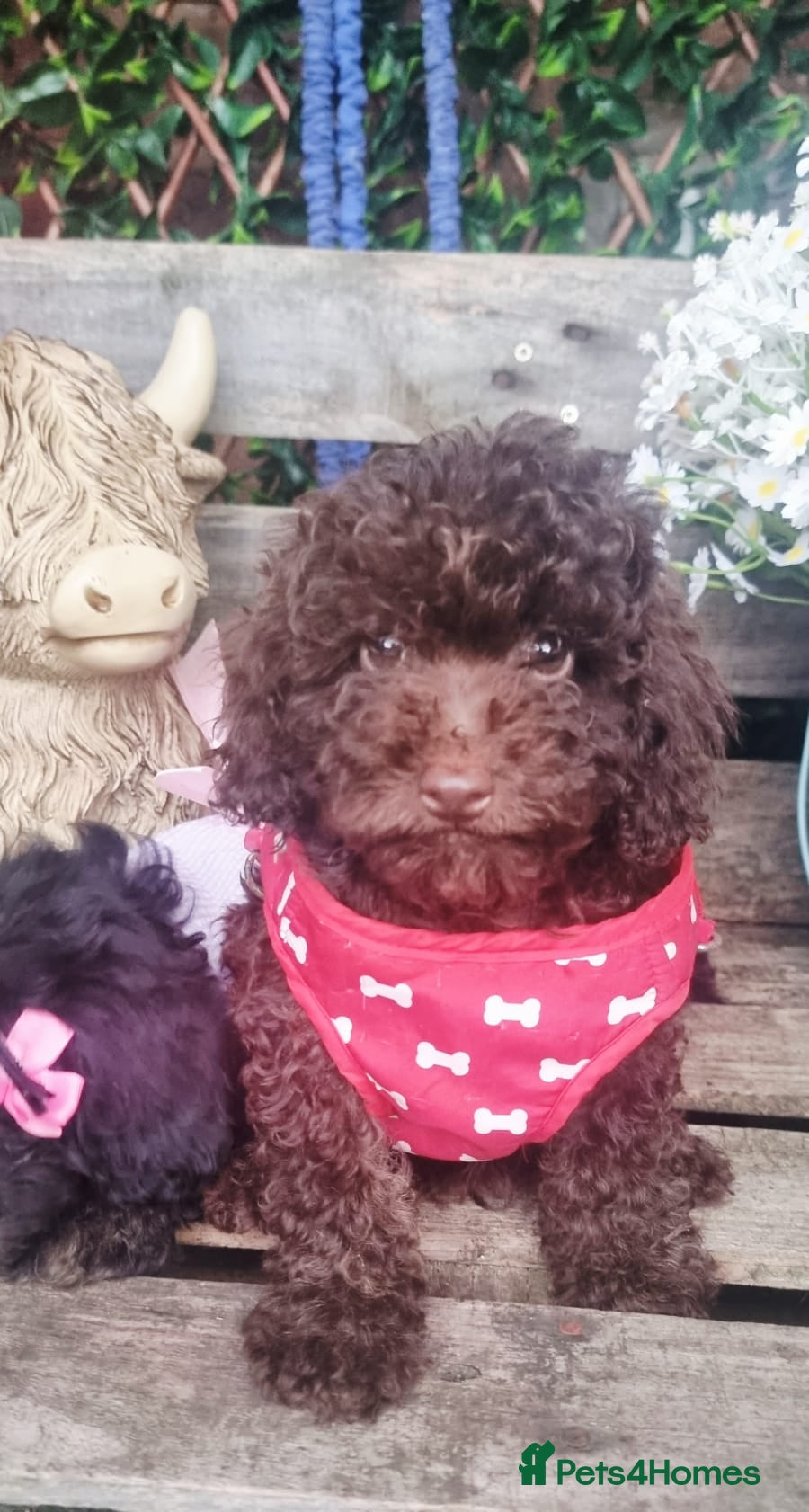 Cockapoo dogs Adorable flb cockapoo puppies  - Advert 2