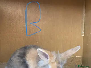 Mixed Breed rabbits 6 bunnies for sale in Oxford - Advert 1