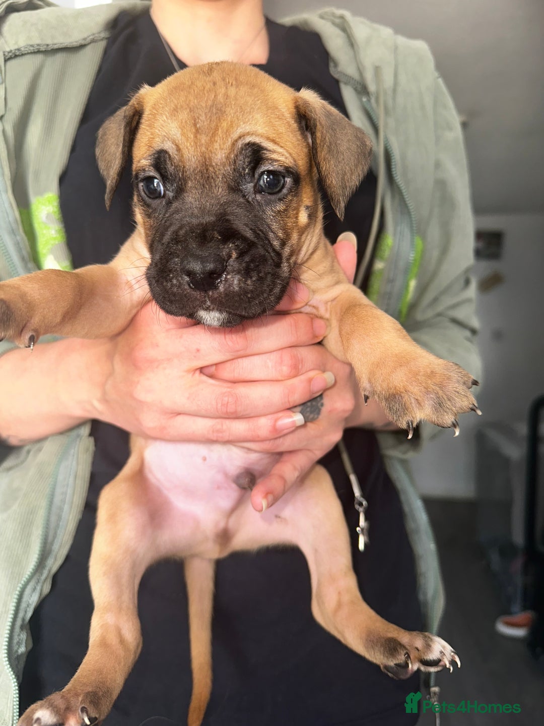 Mixed Breed dogs for sale: Cane corso X staff - Image 2