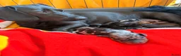 Dachshund dogs for sale: Essex Based Miniature Dachshund Puppies  in Wickford - Advert 1