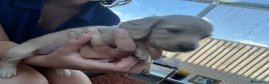 Miniature Dachshund 2