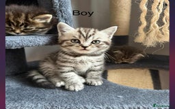 Scottish Fold cats for sale: scottish fold kittens  - Image 27
