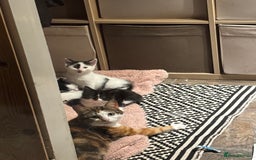 Domestic Shorthair cats for sale: three beautiful male kittens! in Newent - Image 15