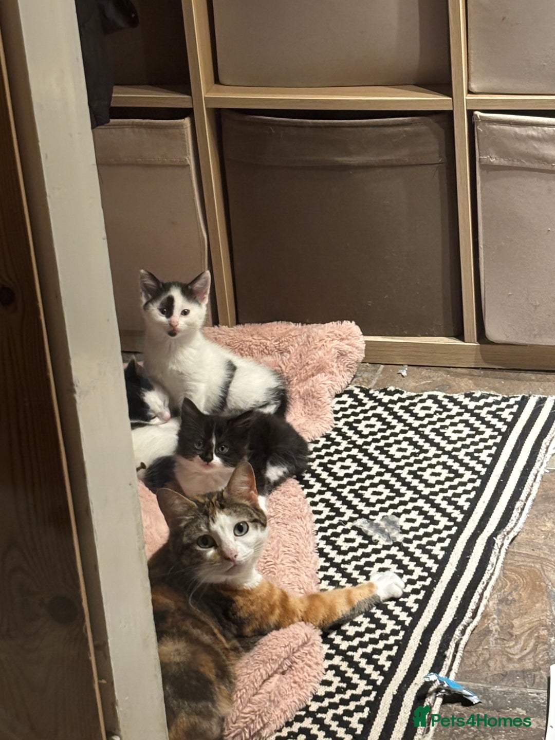Domestic Shorthair cats for sale: three beautiful male kittens! in Newent - Image 15