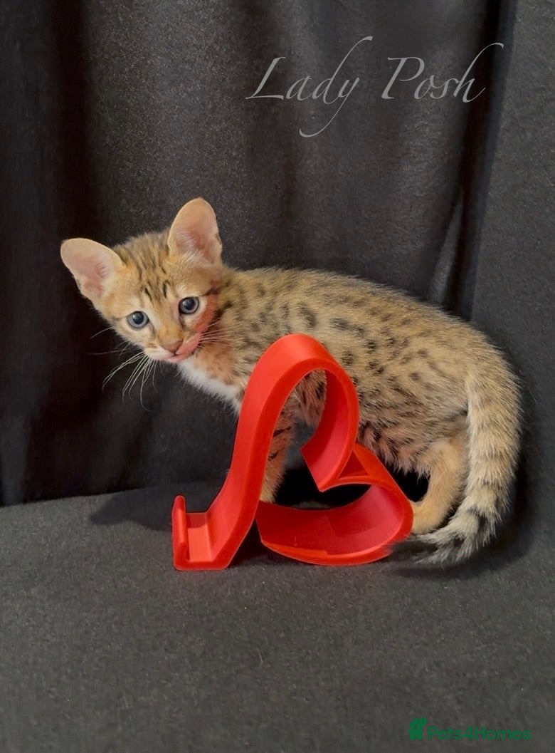 Savannah cats Exceptional Quality Tica Regist. Savannah kittens - Advert 1