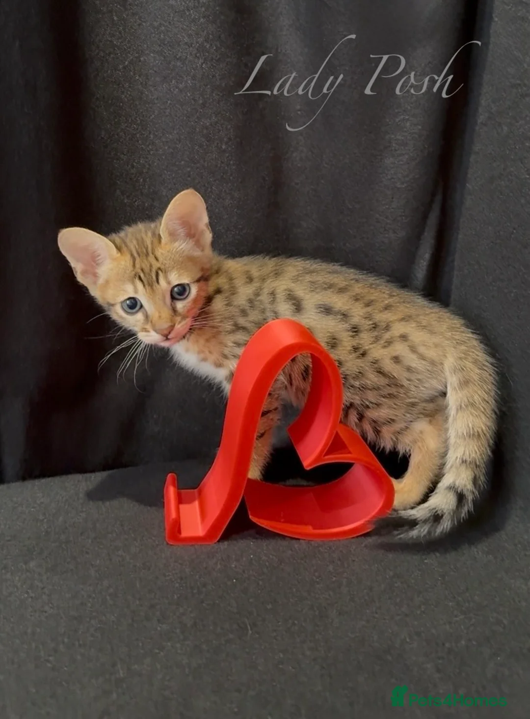 Savannah cats for sale: Exceptional Quality Tica Regist. Savannah kittens - Advert 1