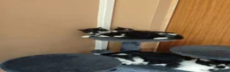 Mixed Breed cats for sale: Kittens in Worksop - Advert 10