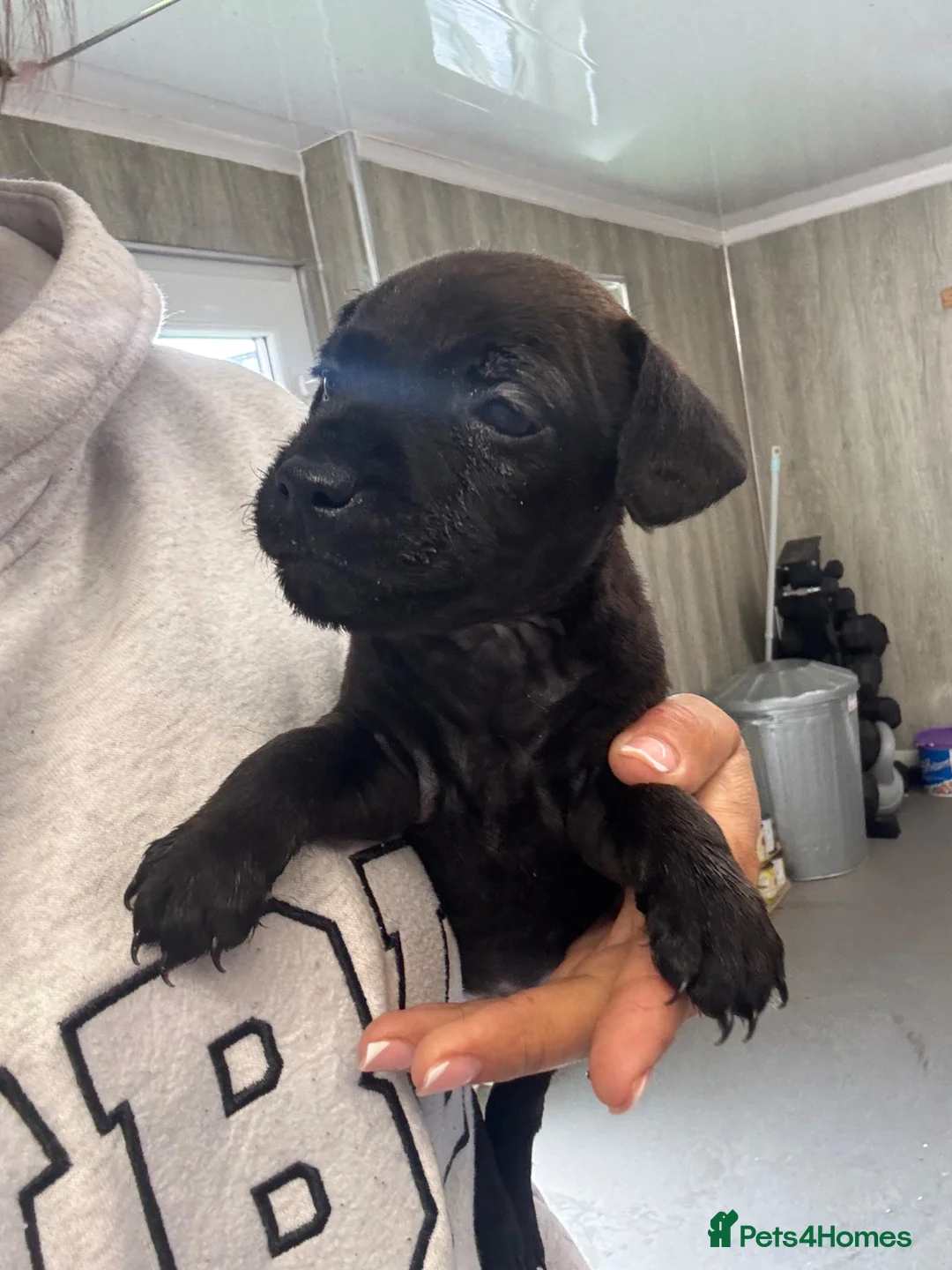 Patterdale Terrier dogs for sale: Patterdale puppies  - Advert 10
