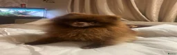 Pomeranian dogs for stud: 🤎Chocolate TeddyBear Pomeranian🤎 - Advert 2