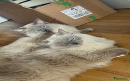 Ragdoll cats for sale: Champion Line ACTIVE Ragdoll Queen - London - Image 2