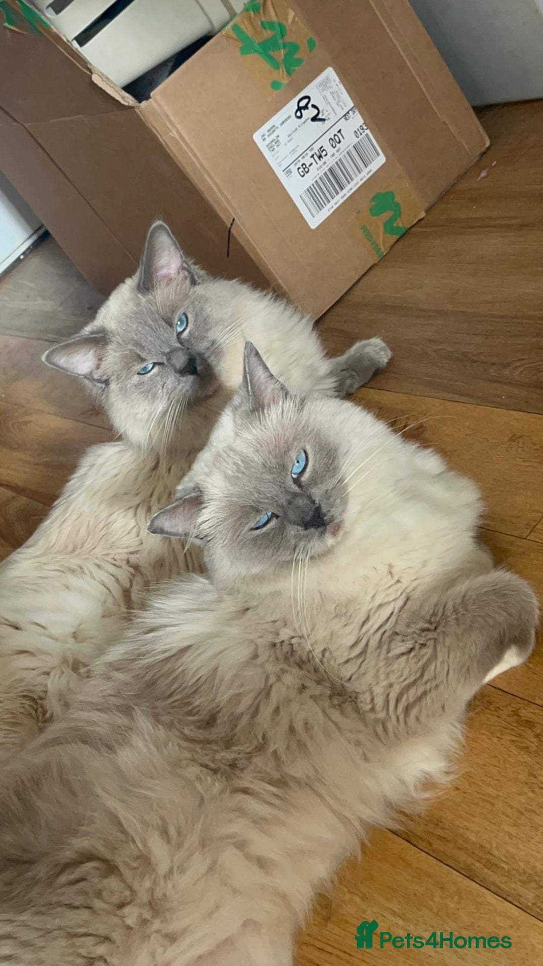 Ragdoll cats for sale: Champion Line ACTIVE Ragdoll Queen - London - Image 2