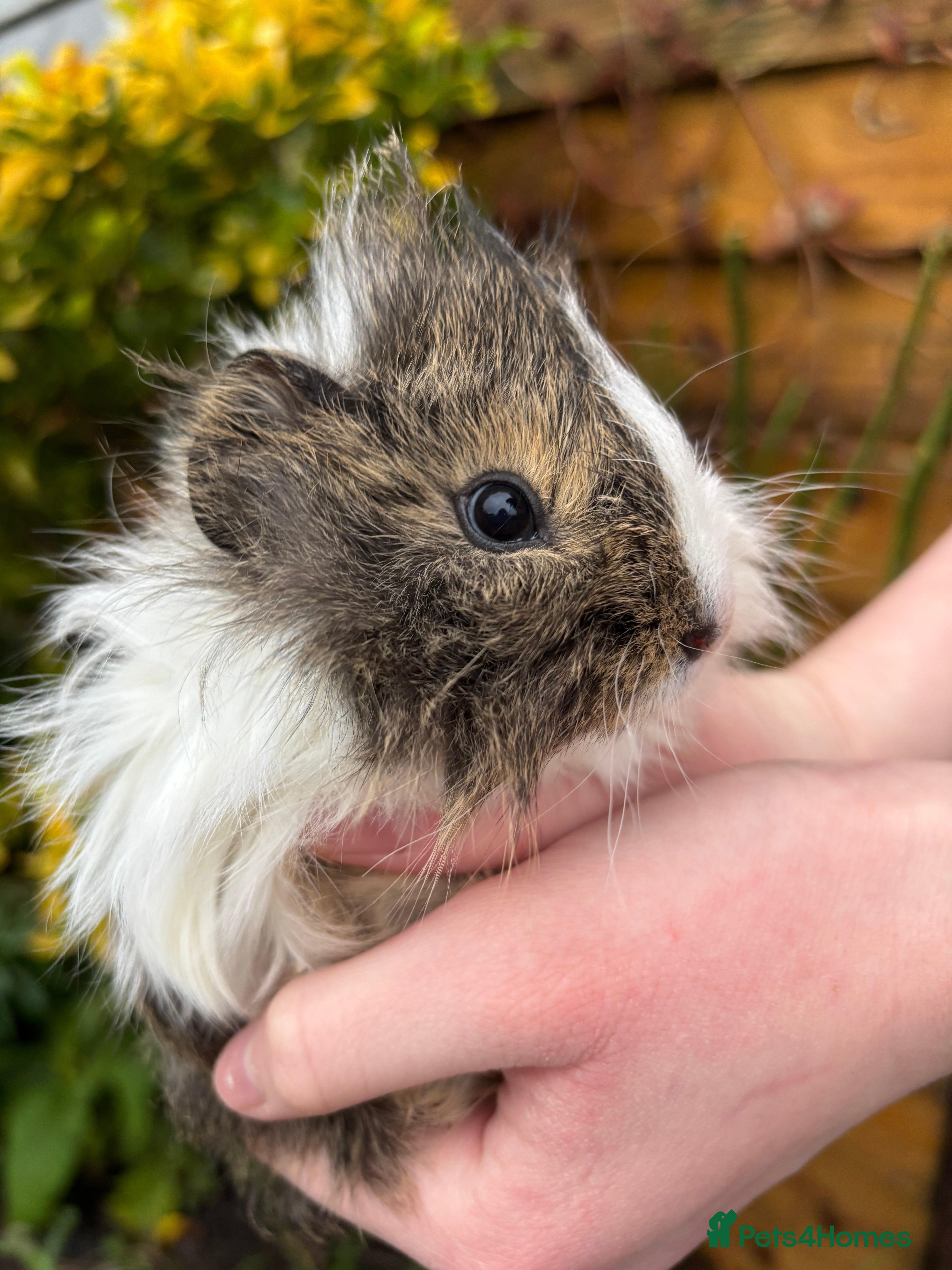 Guinea Pig rodents Adorable baby Guinea pigs for sale - Advert 1