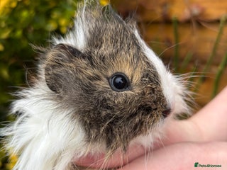 Guinea Pig rodents Adorable baby Guinea pigs for sale - Advert 1