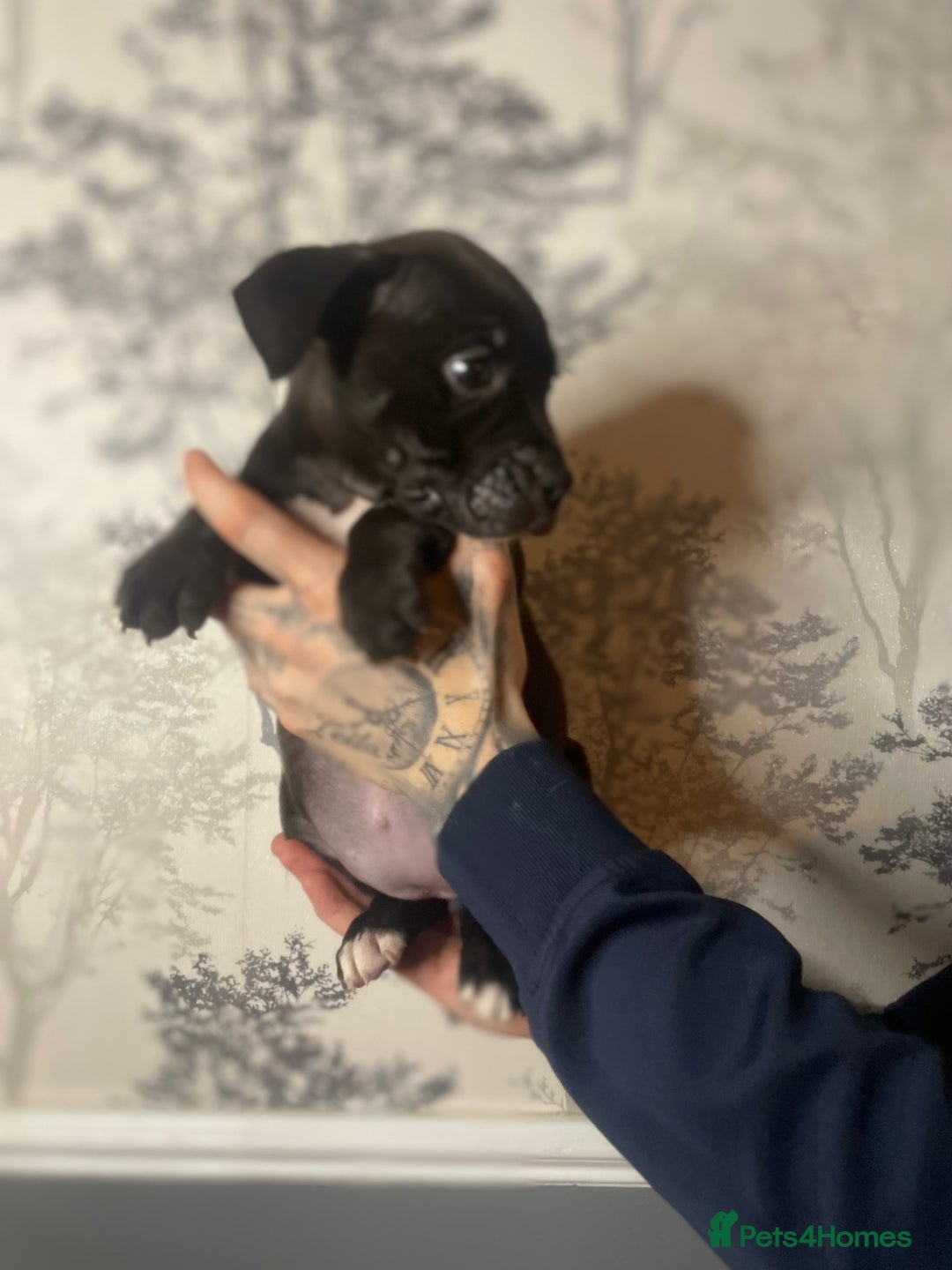 Shorty Bull dogs for sale: Proper pocket bully’s - Advert 3