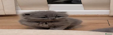 British Shorthair 1