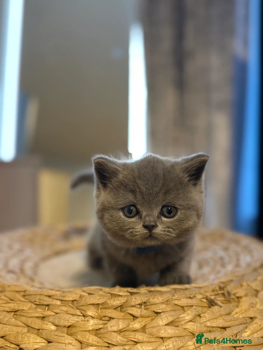 British Shorthair cats for sale: Gorgeous British Shorhair kittens 🐾 - Advert 20