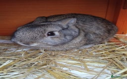 Netherland Dwarf rabbits for sale: Rehoming an adorable Netherland dwarf 🤍 - Image 7