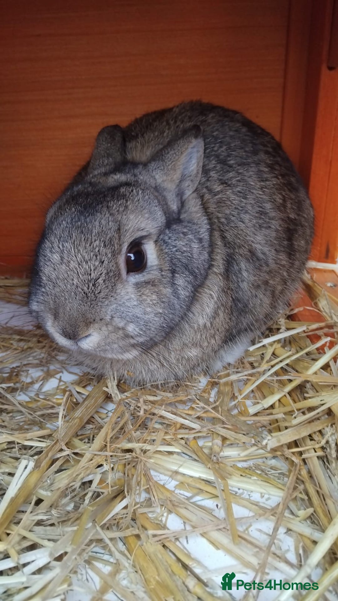 Netherland Dwarf rabbits for sale: Rehoming an adorable Netherland dwarf 🤍 - Image 7