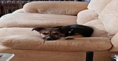 Mixed Breed dogs - Advert 7