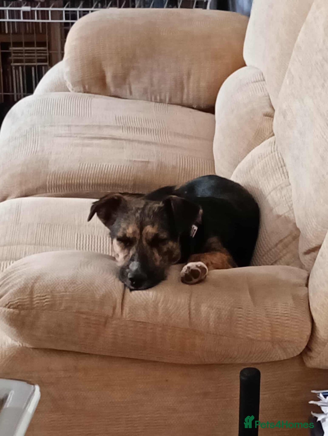 Mixed Breed dogs for adoption: Lovely Lizi - Image 2