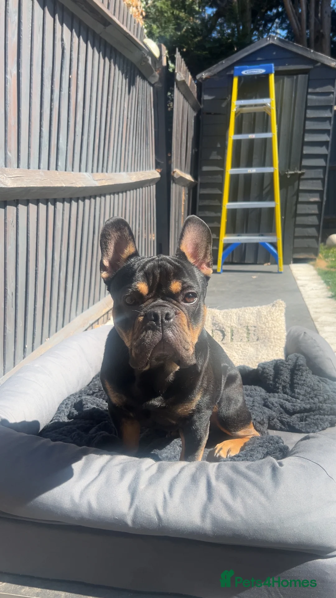 French Bulldog dogs for sale: Black and Tan French Bulldog in Aldershot - Advert 1