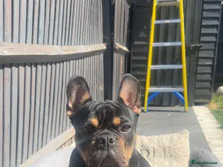 French Bulldog dogs Black and Tan French Bulldog in Aldershot - Advert 2