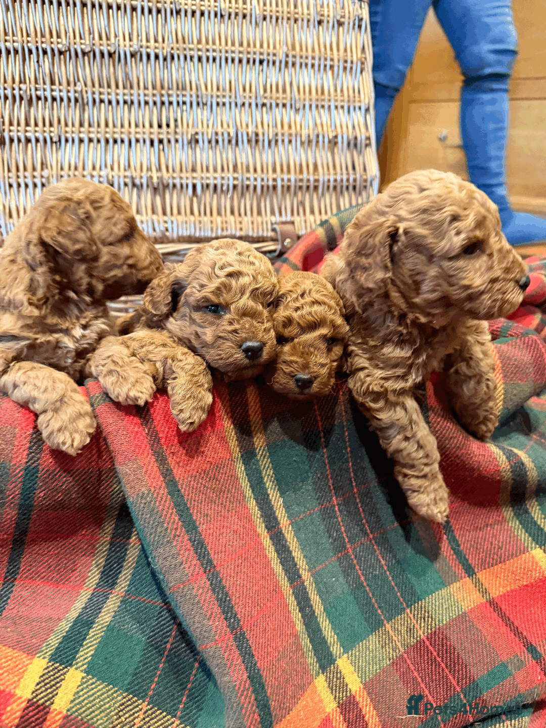 Miniature Poodle dogs for sale: Pedigree KC Registered Miniature Poodle Pups  - Advert 10