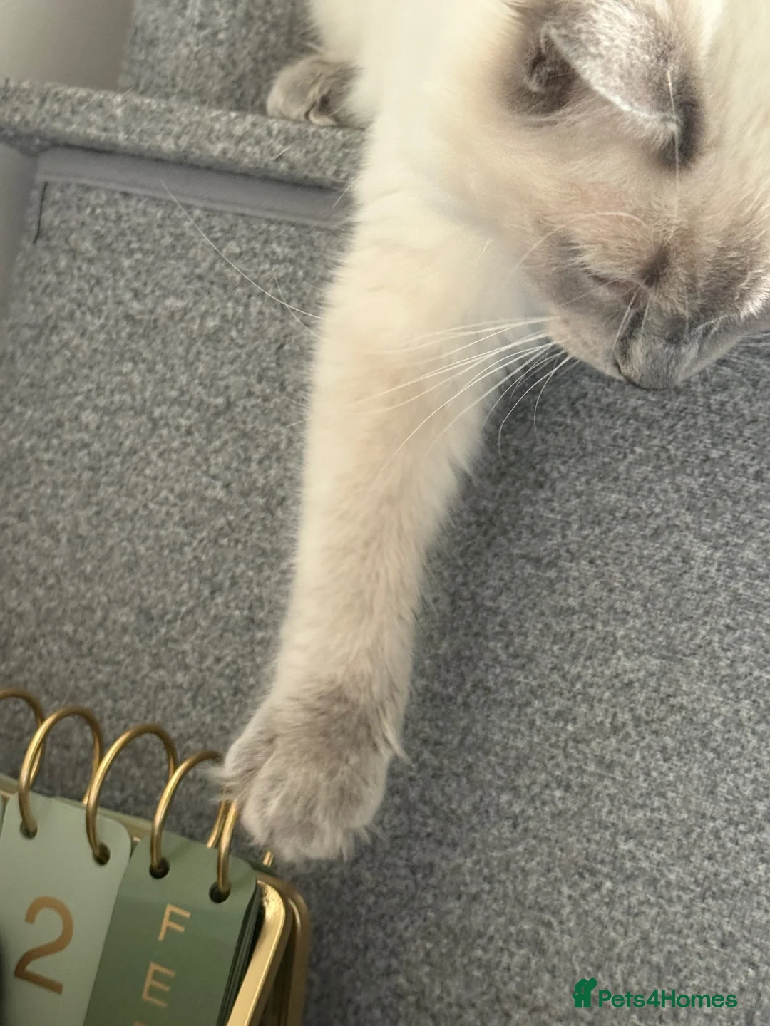Ragdoll cats for sale: Ragdoll  - Advert 4