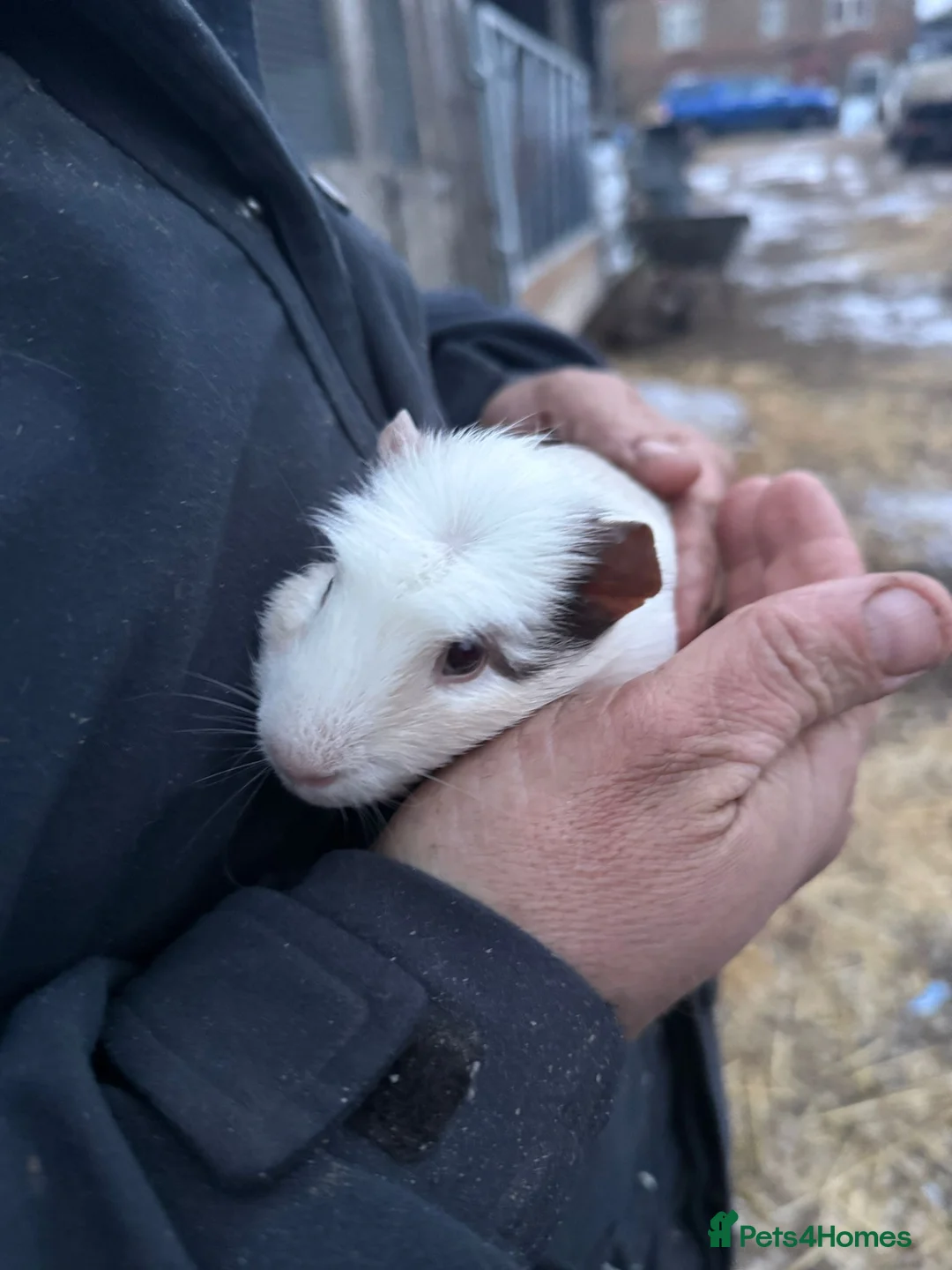 Guinea Pig rodents for sale: 20 guinea pigs for sale  - Advert 30
