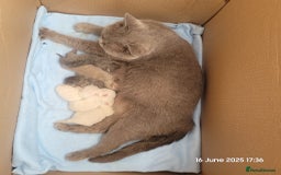 British Shorthair cats for stud: GCCF Active BSH Cream/Ginger ColourPointed  in London - Image 4