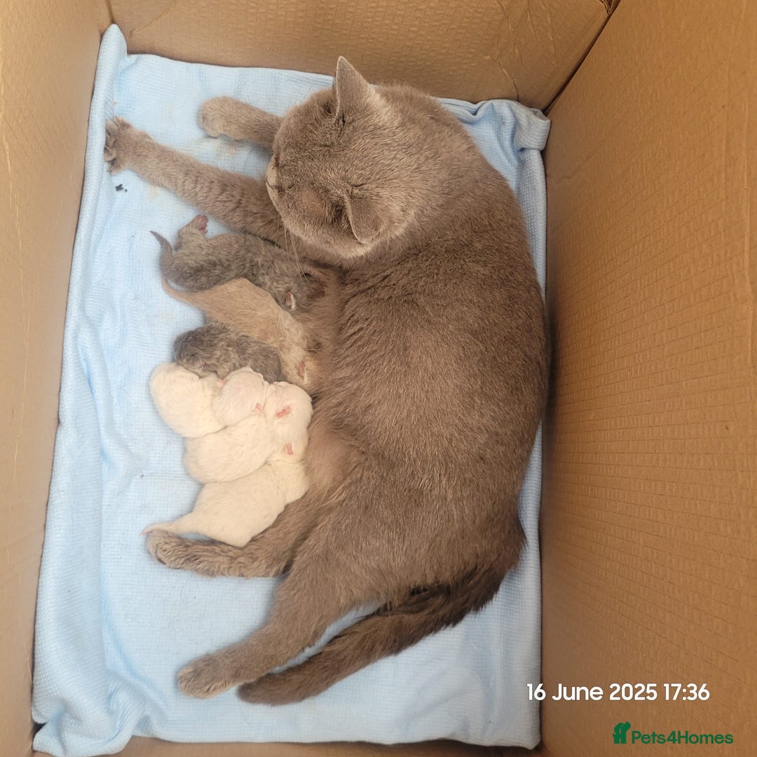 British Shorthair cats for stud: GCCF Active BSH Cream/Ginger ColourPointed  in London - Image 4