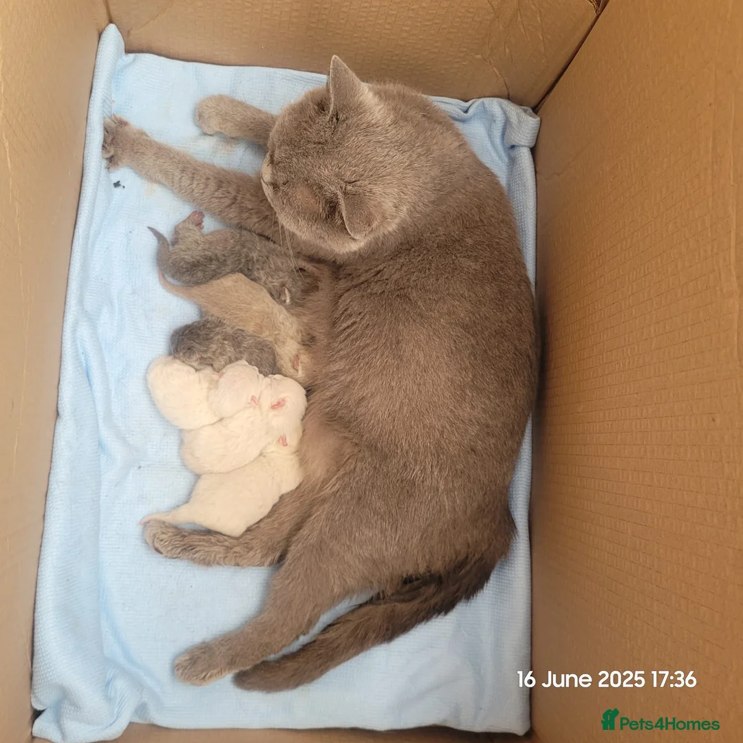 British Shorthair cats for stud: GCCF Active BSH Cream/Ginger ColourPointed  in London - Advert 4