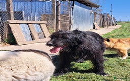 Mixed Breed dogs for adoption: SANDRA, a superb young girl - for a Loving Home - Image 5