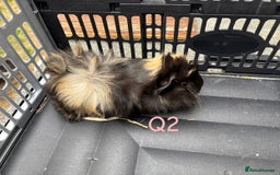 Guinea Pig rodents for sale: Baby female and male guinea pigs for sale - Image 4