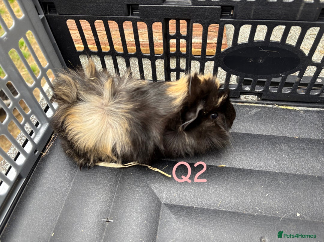 Guinea Pig rodents for sale: Baby female and male guinea pigs for sale - Image 4